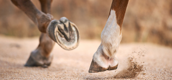 La boiterie intermittente cheval